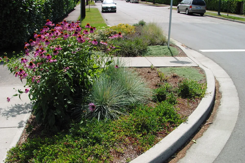 A curb extension at the end of a block landscaped with small shrubs and pink flowers in residential neighborhood.